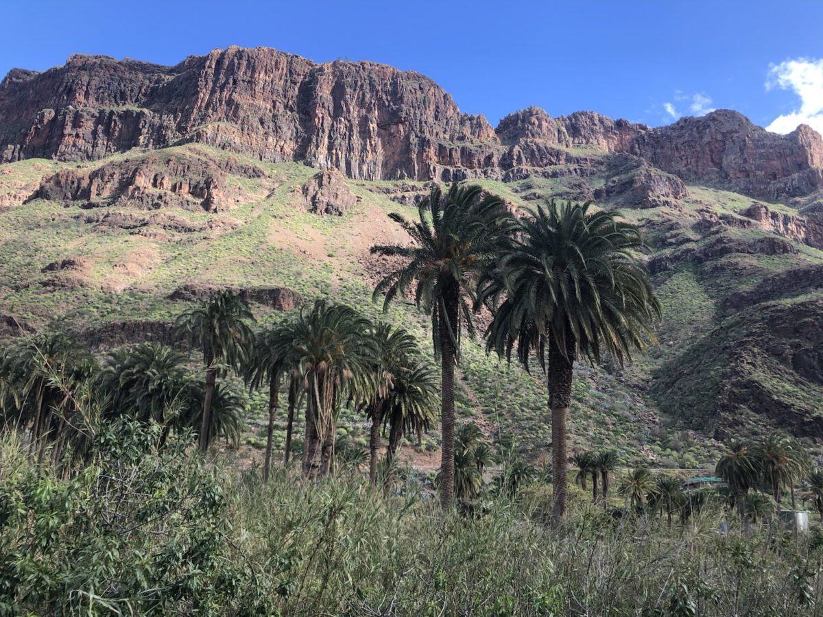 Arteara, Gran Canaria, Vallei der duizend palmen