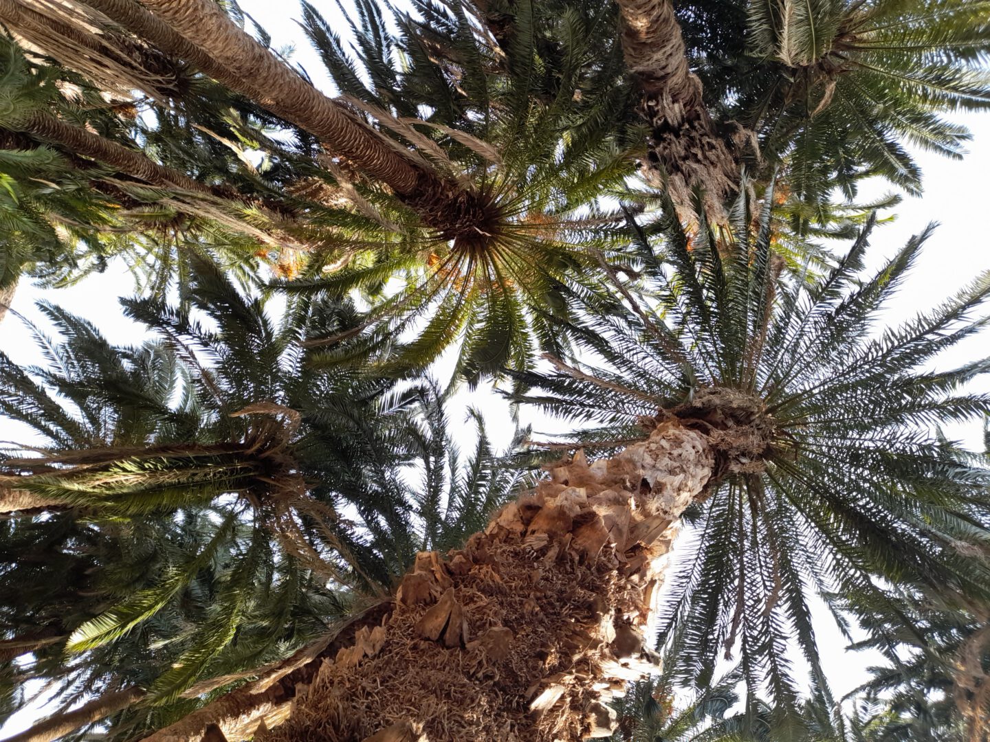 Vallei van de duizend palmen in Arteara